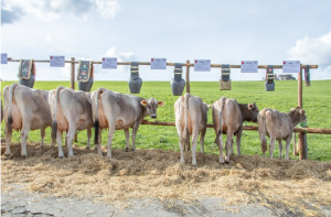 Armin Suter Jolly 81